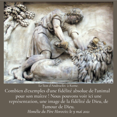 Fidélité des animaux